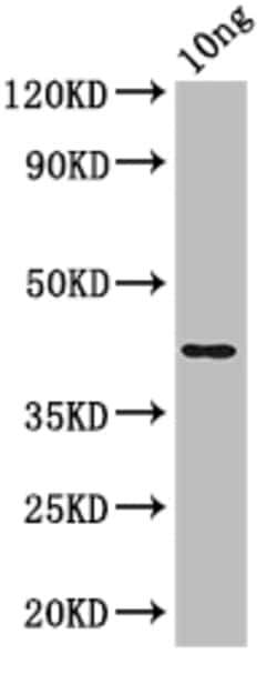 Invitrogen E. coli (strain K12/DH10B) NfuA Polyclonal Antibody 100 &mu;L;