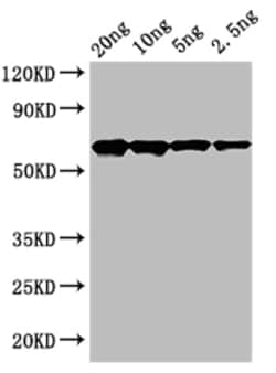 Invitrogen cry2Ab Polyclonal Antibody 100 &mu;L; Unconjugated:Antibodies,