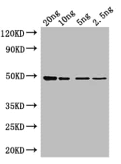 Invitrogen Tet Polyclonal Antibody 100 &mu;L; Unconjugated:Antibodies,