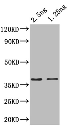 Invitrogen ihfA Polyclonal Antibody 100 &mu;L; Unconjugated:Antibodies,