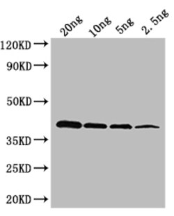 Invitrogen OXYR Polyclonal Antibody 100 &mu;L; Unconjugated:Antibodies,