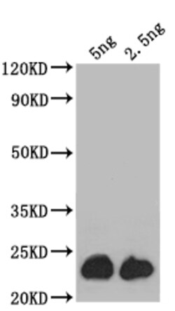 Invitrogen ASPZODRAFT_1728931 Polyclonal Antibody 100 &mu;L; Unconjugated:Antibodies,
