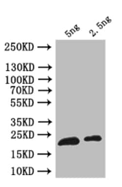 Invitrogen ribH Polyclonal Antibody 100 &mu;L; Unconjugated:Antibodies,
