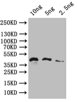 Invitrogen HERVK-113 Polyclonal Antibody 100 &mu;L; Unconjugated:Antibodies,