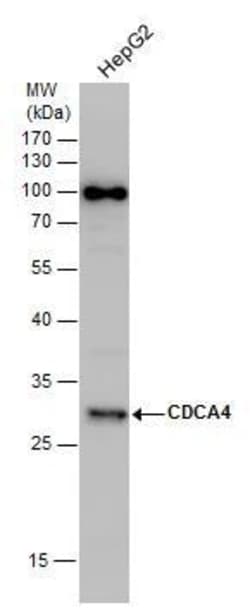 Invitrogen CDCA4 Polyclonal Antibody 100 &mu;L; Unconjugated:Antibodies,