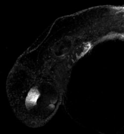 Invitrogen ALDH1A2 Polyclonal Antibody 100 &mu;L; Unconjugated:Antibodies,