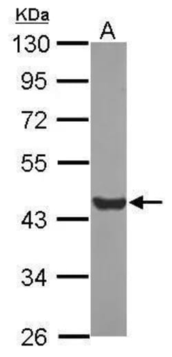 Invitrogen Glutamine Synthetase Polyclonal Antibody 100 &mu;L; Unconjugated:Antibodies,