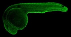 Invitrogen TUBG1 Polyclonal Antibody 100 &mu;L; Unconjugated:Antibodies,