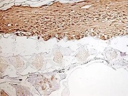 Invitrogen TUBG1 Polyclonal Antibody 100 &mu;L; Unconjugated:Antibodies,