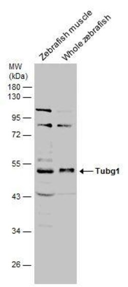 Invitrogen TUBG1 Polyclonal Antibody 100 &mu;L; Unconjugated:Antibodies,