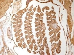 Invitrogen beta Actin Polyclonal Antibody 100 &mu;L; Unconjugated:Antibodies,