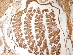 Invitrogen GAPDH Polyclonal Antibody 100 &mu;L | Buy Online | Invitrogen&trade; | Fisher Scientific