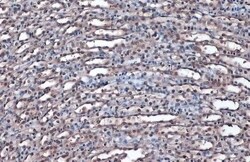 Invitrogen GAPDH Polyclonal Antibody 100 &mu;L | Buy Online | Invitrogen&trade; | Fisher Scientific