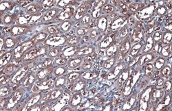 Invitrogen GAPDH Polyclonal Antibody 100 &mu;L | Buy Online | Invitrogen&trade; | Fisher Scientific