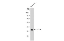 Invitrogen GAPDH Polyclonal Antibody 100 &mu;L | Buy Online | Invitrogen&trade; | Fisher Scientific