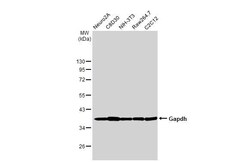 Invitrogen GAPDH Polyclonal Antibody 100 &mu;L | Buy Online | Invitrogen&trade; | Fisher Scientific