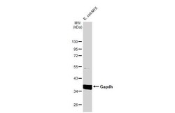 Invitrogen GAPDH Polyclonal Antibody 100 &mu;L | Buy Online | Invitrogen&trade; | Fisher Scientific