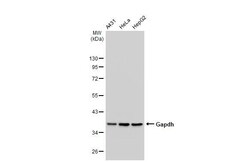 Invitrogen GAPDH Polyclonal Antibody 100 &mu;L | Buy Online | Invitrogen&trade; | Fisher Scientific