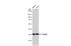 Invitrogen GAPDH Polyclonal Antibody 100 &mu;L | Buy Online | Invitrogen&trade; | Fisher Scientific