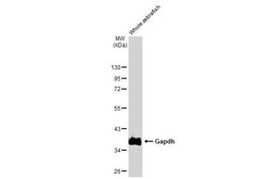 Invitrogen GAPDH Polyclonal Antibody 100 &mu;L | Buy Online | Invitrogen&trade; | Fisher Scientific