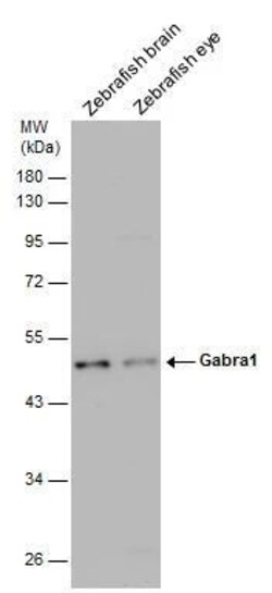 Invitrogen GABRA1 Polyclonal Antibody 100 &mu;L; Unconjugated:Antibodies,