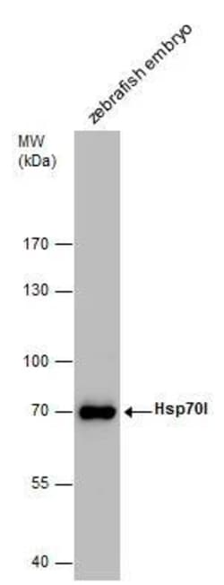 Invitrogen HSP70 Polyclonal Antibody 100 &mu;L; Unconjugated:Antibodies,