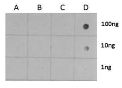 Invitrogen Phospho-Histone H3 (Ser28) Polyclonal Antibody 100 &mu;L; Unconjugated:Antibodies,