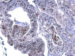 Invitrogen Phospho-Histone H3 (Ser28) Polyclonal Antibody 100 &mu;L; Unconjugated:Antibodies,