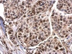 Invitrogen Phospho-Histone H3 (Ser28) Polyclonal Antibody 100 &mu;L; Unconjugated:Antibodies,