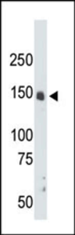 Invitrogen CDK12 Polyclonal Antibody 400 &mu;L; Unconjugated:Antibodies,
