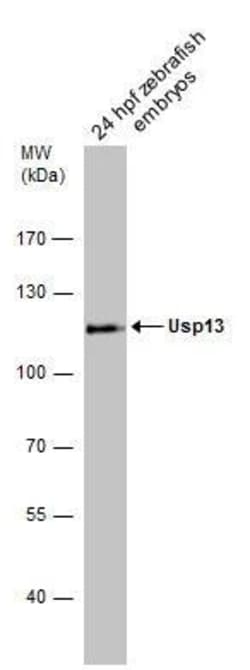 Invitrogen USP13 Polyclonal Antibody 100 &mu;L; Unconjugated:Antibodies,