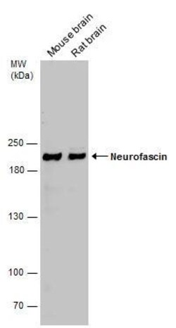 Invitrogen Neurofascin Polyclonal Antibody 100 &mu;L; Unconjugated:Antibodies,