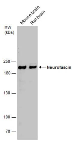 Invitrogen Neurofascin Polyclonal Antibody 100 &mu;L | Buy Online | Invitrogen&trade; | Fisher Scientific