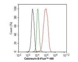 Invitrogen Calcineurin B Polyclonal Antibody 100 &mu;L; Unconjugated:Antibodies,