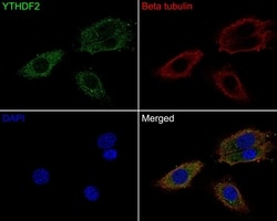 Invitrogen YTHDF2 Polyclonal Antibody 100 &mu;L; Unconjugated:Antibodies,