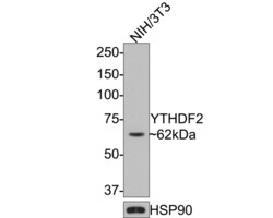 Invitrogen YTHDF2 Polyclonal Antibody 100 &mu;L; Unconjugated:Antibodies,