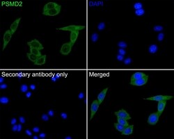 Invitrogen PSMD2 Polyclonal Antibody 100 &mu;L; Unconjugated:Antibodies,