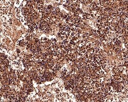 Invitrogen PSMD2 Polyclonal Antibody 100 &mu;L; Unconjugated:Antibodies,