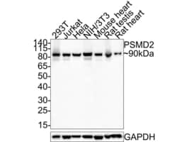 Invitrogen PSMD2 Polyclonal Antibody 100 &mu;L; Unconjugated:Antibodies,