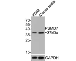 Invitrogen PSMD7 Polyclonal Antibody 100 &mu;L; Unconjugated:Antibodies,