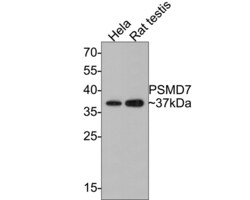 Invitrogen PSMD7 Polyclonal Antibody 100 &mu;L; Unconjugated:Antibodies,