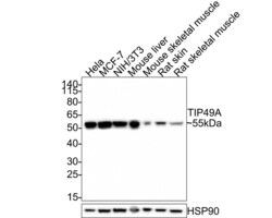 Invitrogen RUVBL1 Polyclonal Antibody 100 &mu;L; Unconjugated:Antibodies,