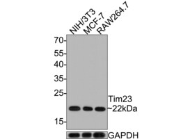 Invitrogen TIMM23 Polyclonal Antibody 100 &mu;L; Unconjugated:Antibodies,