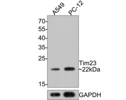 Invitrogen TIMM23 Polyclonal Antibody 100 &mu;L; Unconjugated:Antibodies,