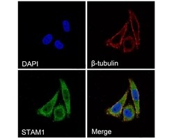 Invitrogen STAM Polyclonal Antibody 100 &mu;L; Unconjugated:Antibodies,