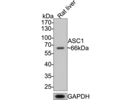 Invitrogen ASC1 Polyclonal Antibody 100 &mu;L; Unconjugated:Antibodies,