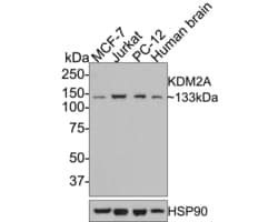 Invitrogen KDM2A Polyclonal Antibody 100 &mu;L; Unconjugated:Antibodies,