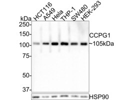 Invitrogen CCPG1 Polyclonal Antibody 100 &mu;L; Unconjugated:Antibodies,