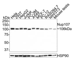 Invitrogen NUP107 Polyclonal Antibody 100 &mu;L | Buy Online | Invitrogen&trade; | Fisher Scientific