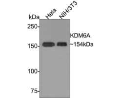 Invitrogen KDM6A Polyclonal Antibody 100 &mu;L; Unconjugated:Antibodies,
